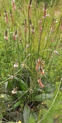 Plantago lanceolata