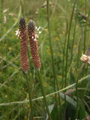 Plantago lanceolata
