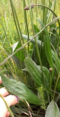 Plantago lanceolata