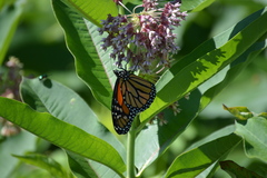 Danaus plexippus