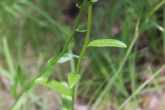 Lobelia spicata