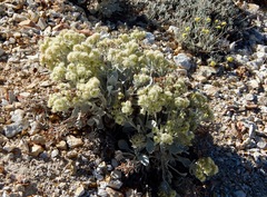 Eriogonum robustum