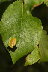 Euura bridgmanii