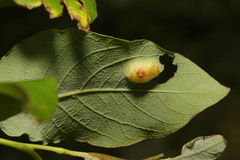 Euura bridgmanii