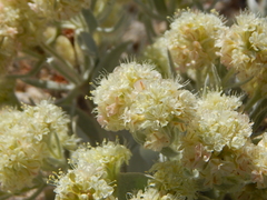 Eriogonum robustum