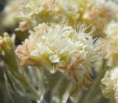 Eriogonum robustum