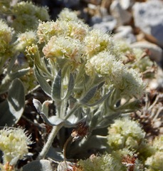 Eriogonum robustum