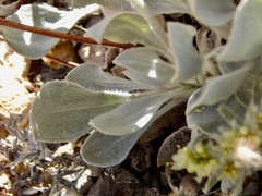Eriogonum robustum
