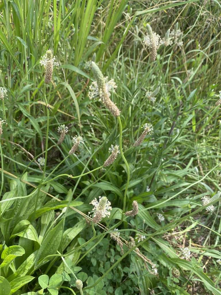 ribwort plantain from Roberta Church Rd SW, Concord, NC, US on June 09, 2020 at 0311 PM by