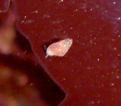 Phasianellidae