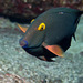 Surgeonfishes, Tangs, and Unicornfishes - Photo (c) DavidR.808, some rights reserved (CC BY-NC), uploaded by David R