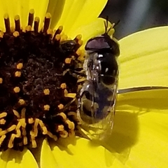 Copestylum marginatum