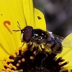 Copestylum marginatum