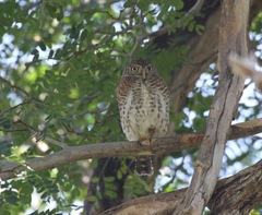Glaucidium siju
