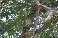 Glaucidium siju