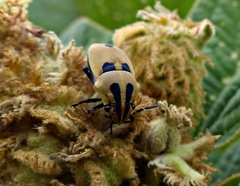 Agonosoma flavolineatum