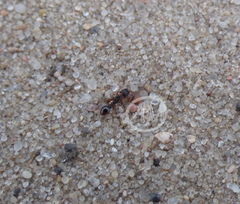 Strongylognathus testaceus