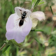 Ceratina floridana