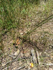 Juncus mexicanus
