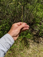 Juncus mexicanus