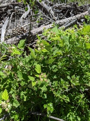 Rubus glaucifolius ganderi