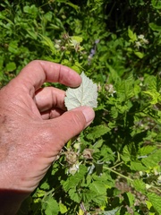 Rubus glaucifolius ganderi