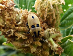 Agonosoma flavolineatum