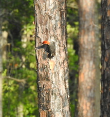 Melanerpes carolinus image