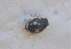 Hyperaspis undulata