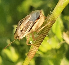 Aelia rostrata
