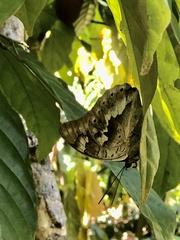 Archaeoprepona demophoon