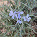 Spiny Chicory - Photo (c) Don Loarie, some rights reserved (CC BY), uploaded by Don Loarie