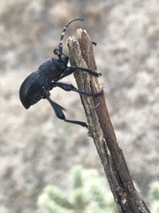 Moneilema semipunctatum