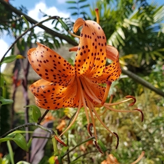 Lilium lancifolium