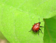 Homoeolabus analis