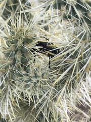 Moneilema semipunctatum