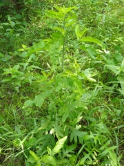 Dasistoma macrophylla