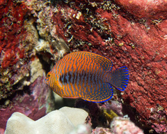 Centropyge potteri