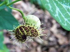 Aristolochia fimbriata