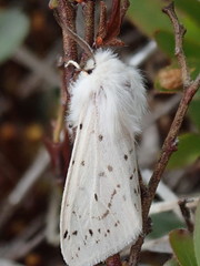 Spilosoma dubia