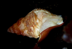 Amphissa versicolor