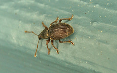 Otiorhynchus ligneus