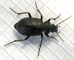 Calosoma obsoletum