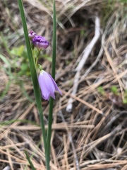 Olsynium douglasii