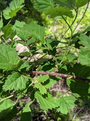 Rubus glaucifolius ganderi