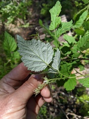 Rubus glaucifolius ganderi