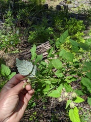 Rubus glaucifolius ganderi