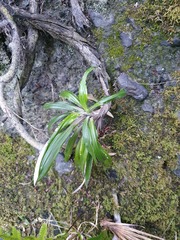 Celmisia spectabilis lanceolata