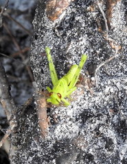 Schistocerca alutacea