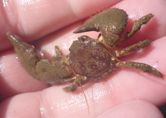 Pachycheles pubescens